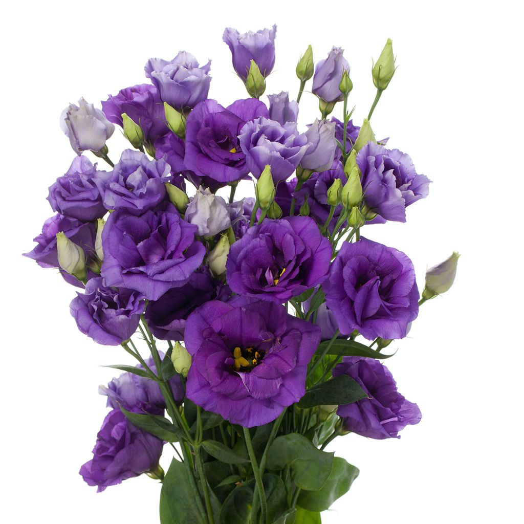 Lisianthus F1 Cessna Blue III (zaad) - Eustoma