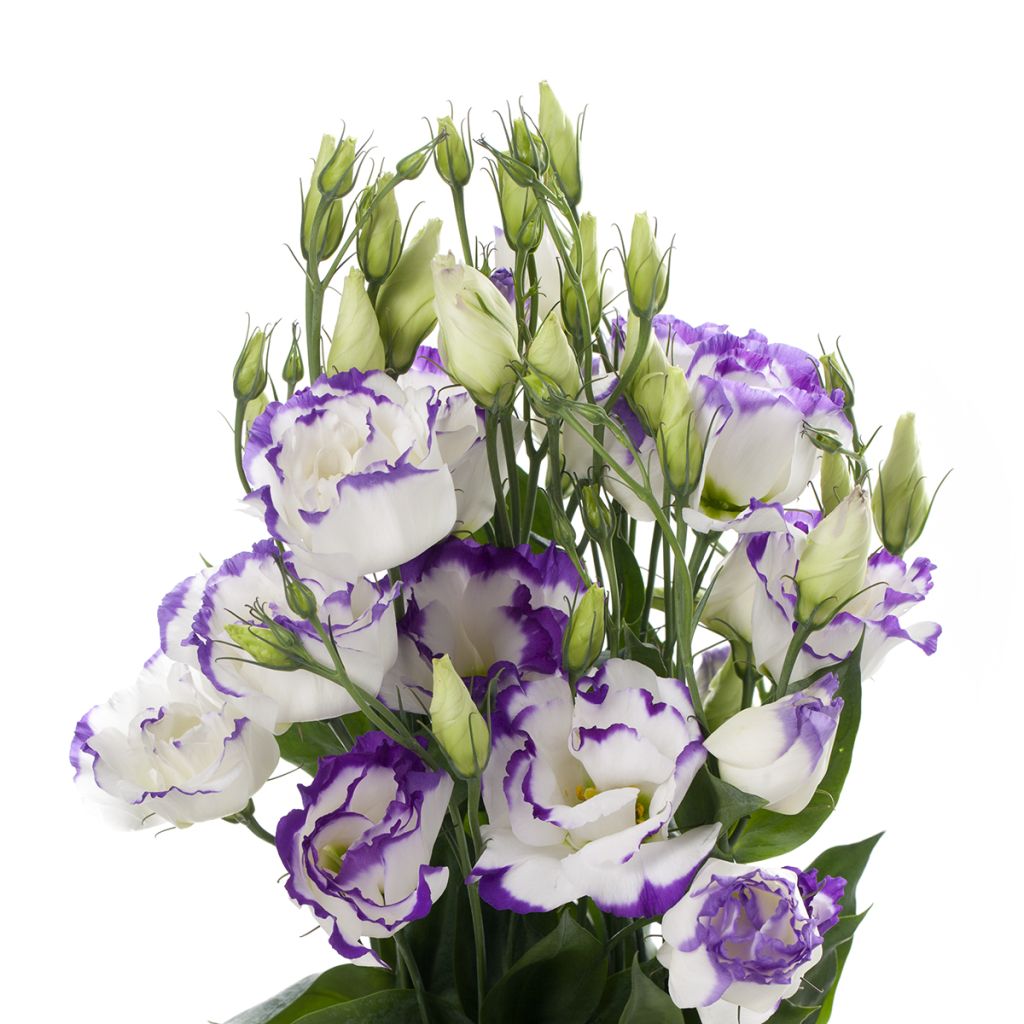 Lisianthus F1 Cessna Blue Picotee III (zaad) - Eustoma