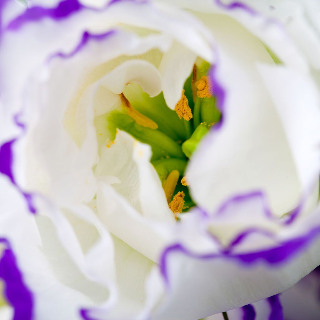 Lisianthus F1 Cessna Blue Picotee III (zaad) - Eustoma