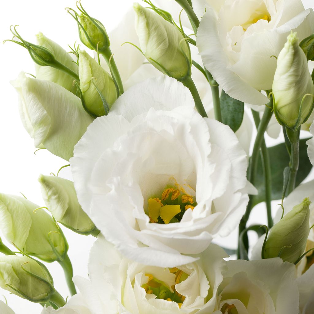 Lisianthus F1 Cessna Pure White III (zaad) - Eustoma