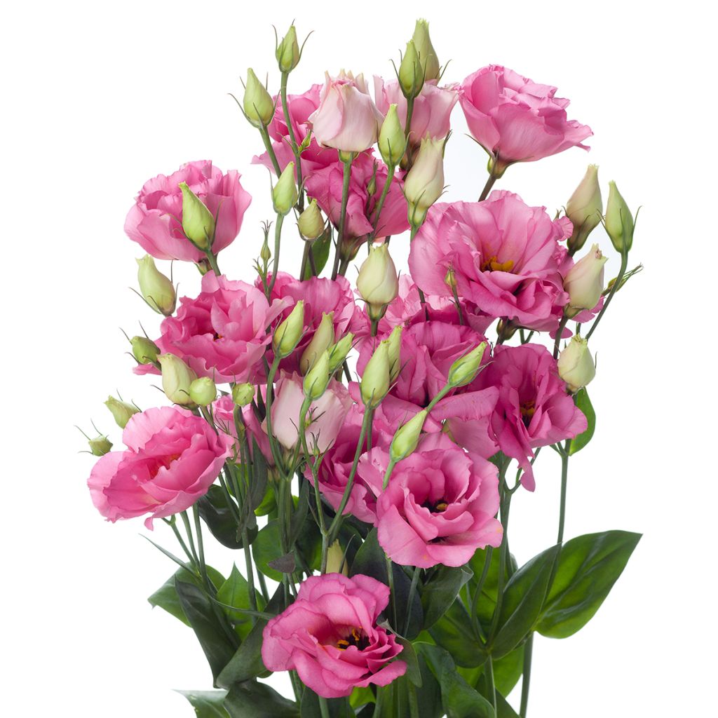 Lisianthus F1 Cessna Rose III (zaad) - Eustoma