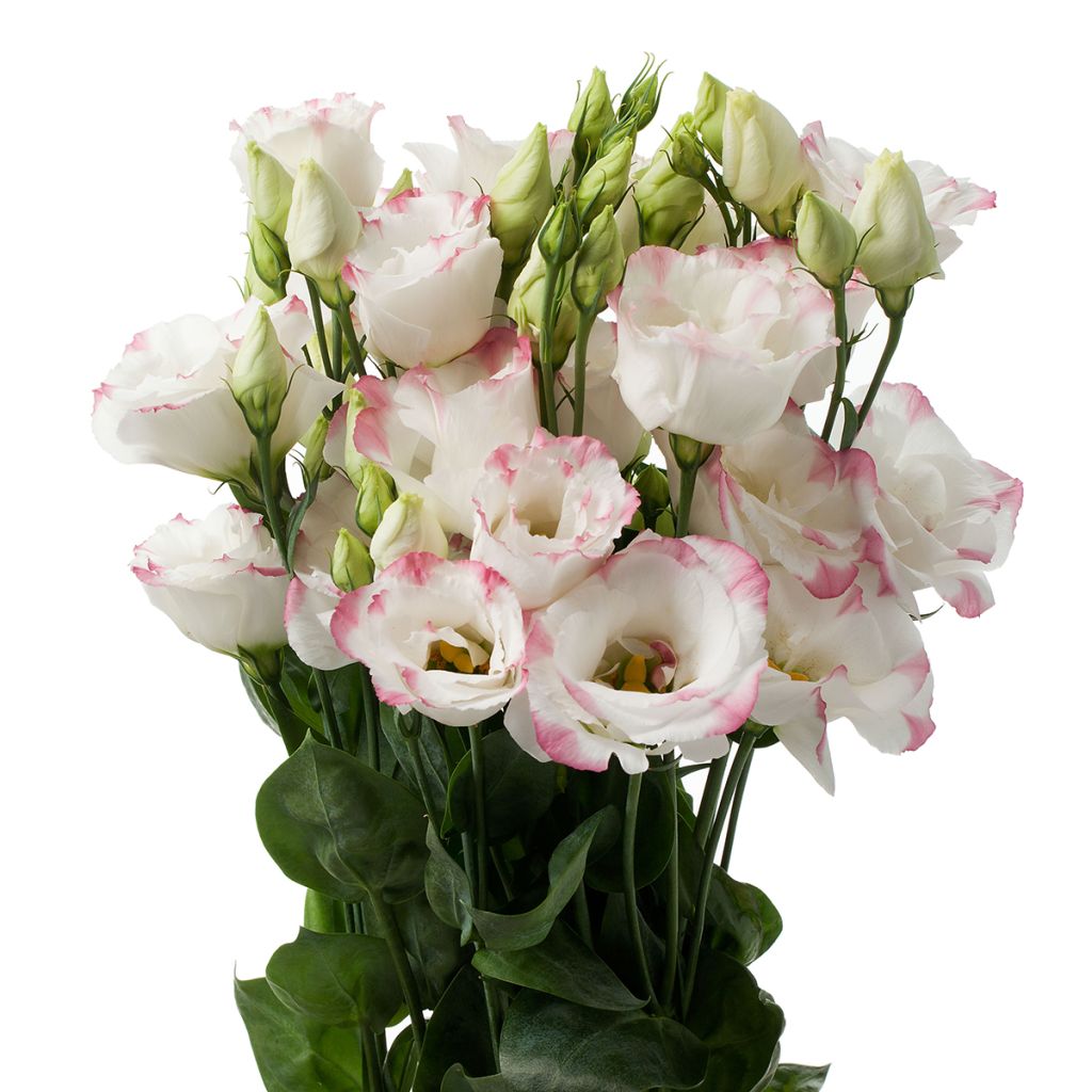 Lisianthus F1 Cessna Rose Picotee III (zaad) - Eustoma