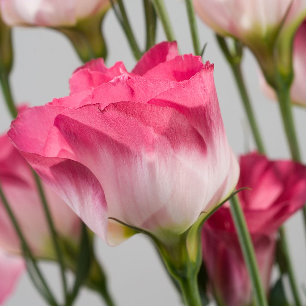 Lisianthus F1 Cessna Vogue IV (zaad) - Eustoma