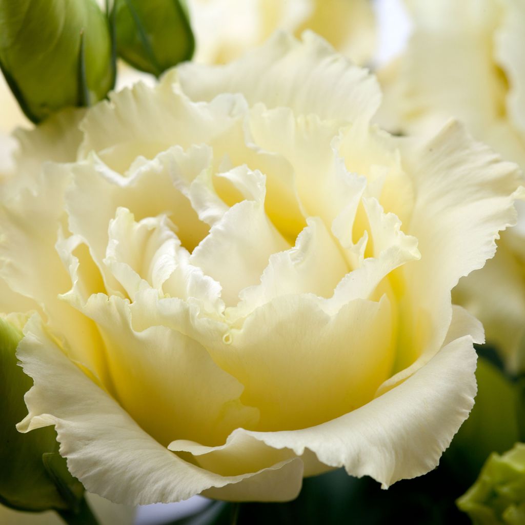 Lisianthus F1 Cessna Yellow III (zaad) - Eustoma