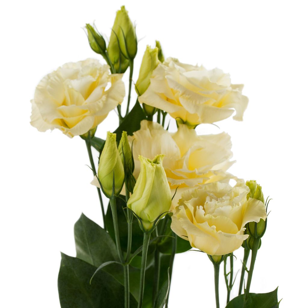 Lisianthus F1 Cessna Yellow III (zaad) - Eustoma
