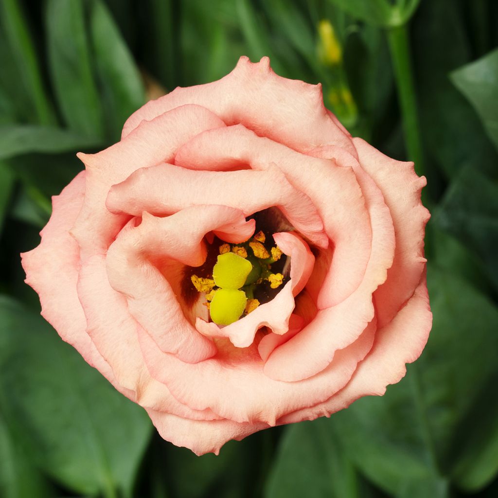 Lisianthus F1 LisAdora Apricot III (zaad) - Eustoma