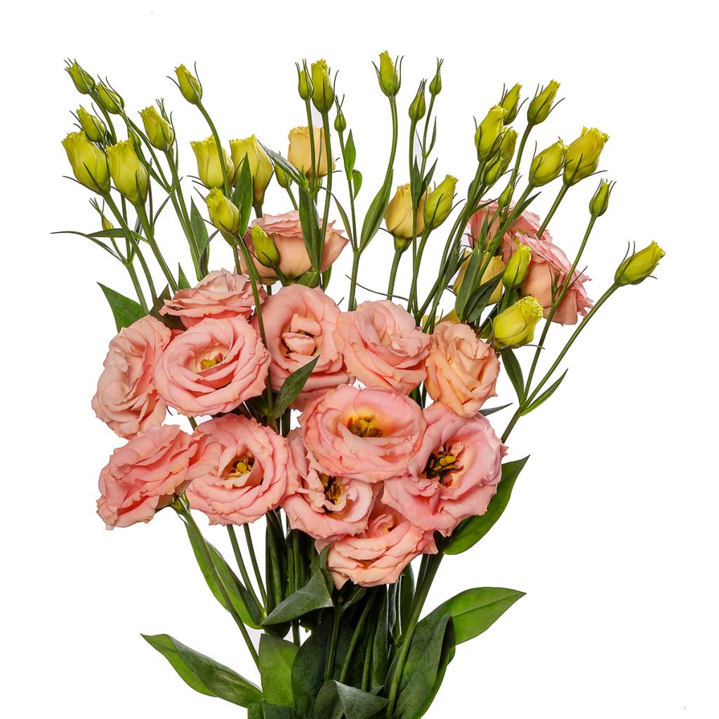 Lisianthus F1 LisAdora Apricot III (zaad) - Eustoma