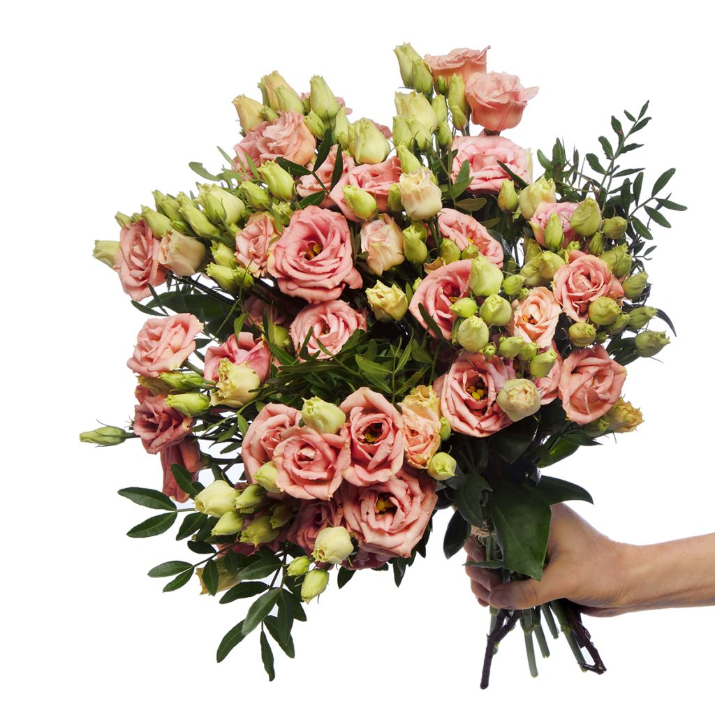 Lisianthus F1 LisAdora Apricot III (zaad) - Eustoma