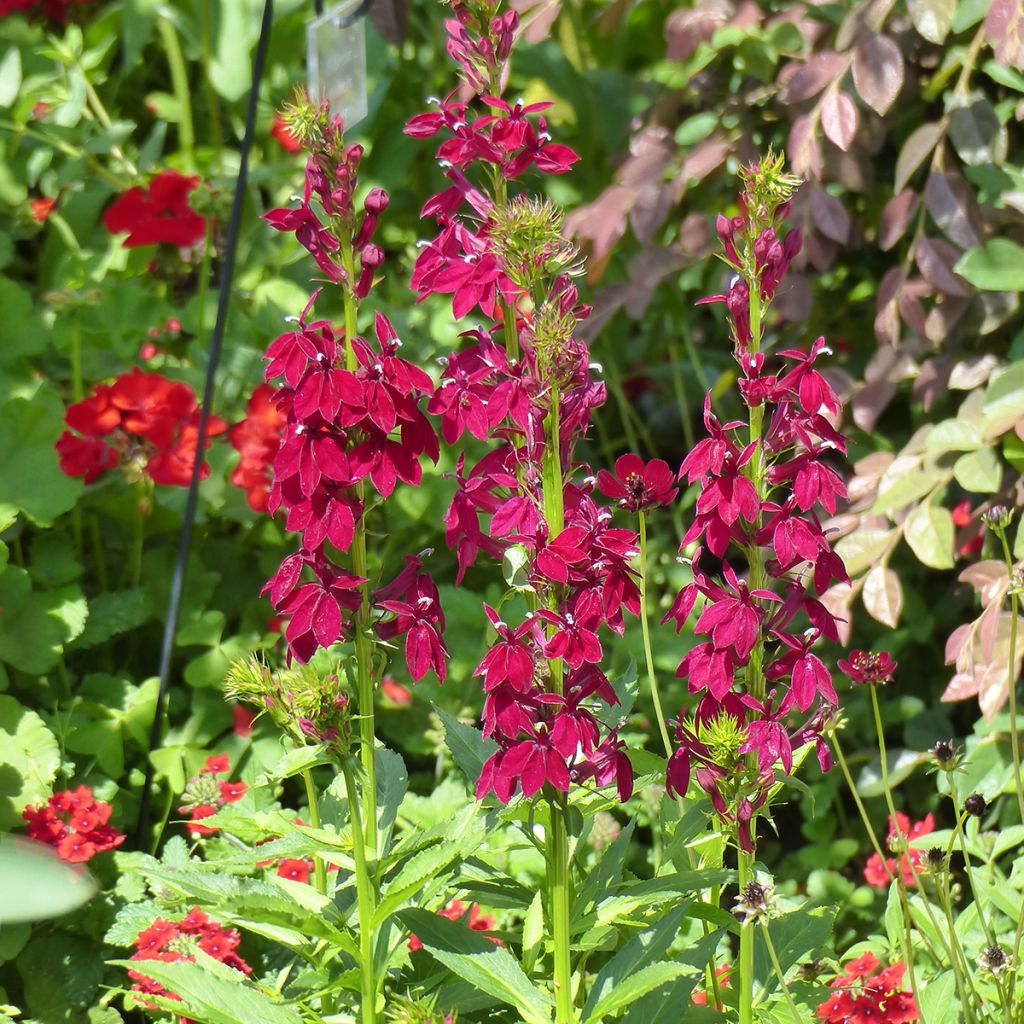 Lobelia speciosa Fan Burgundy (zaad) - Scharlaken lobelia