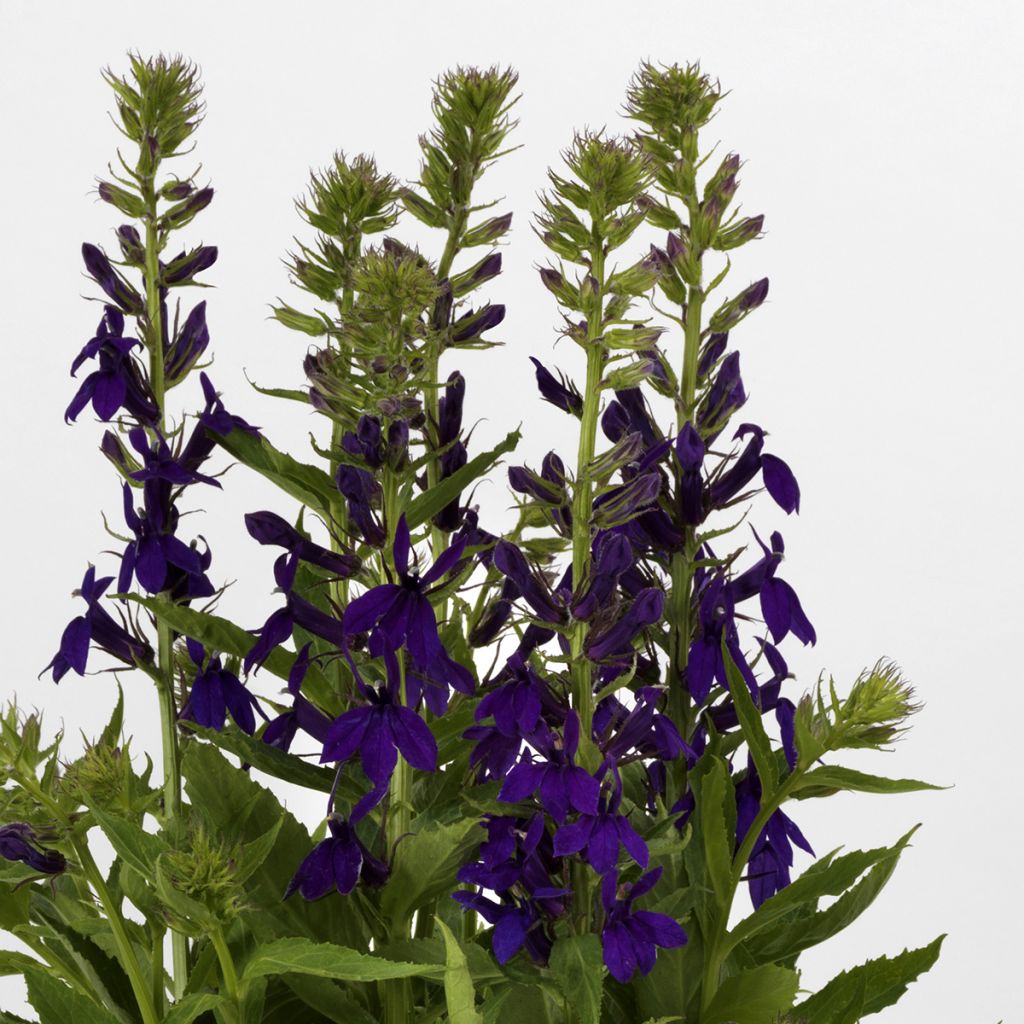 Lobelia speciosa Starship Blue (zaad) - Scharlaken lobelia