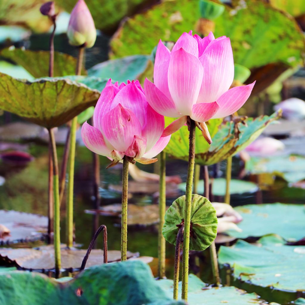 Nelumbo nucifera (zaad) - Indische lotus
