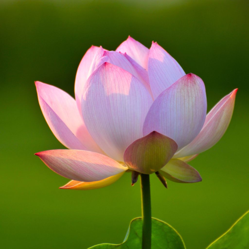 Nelumbo nucifera (zaad) - Indische lotus