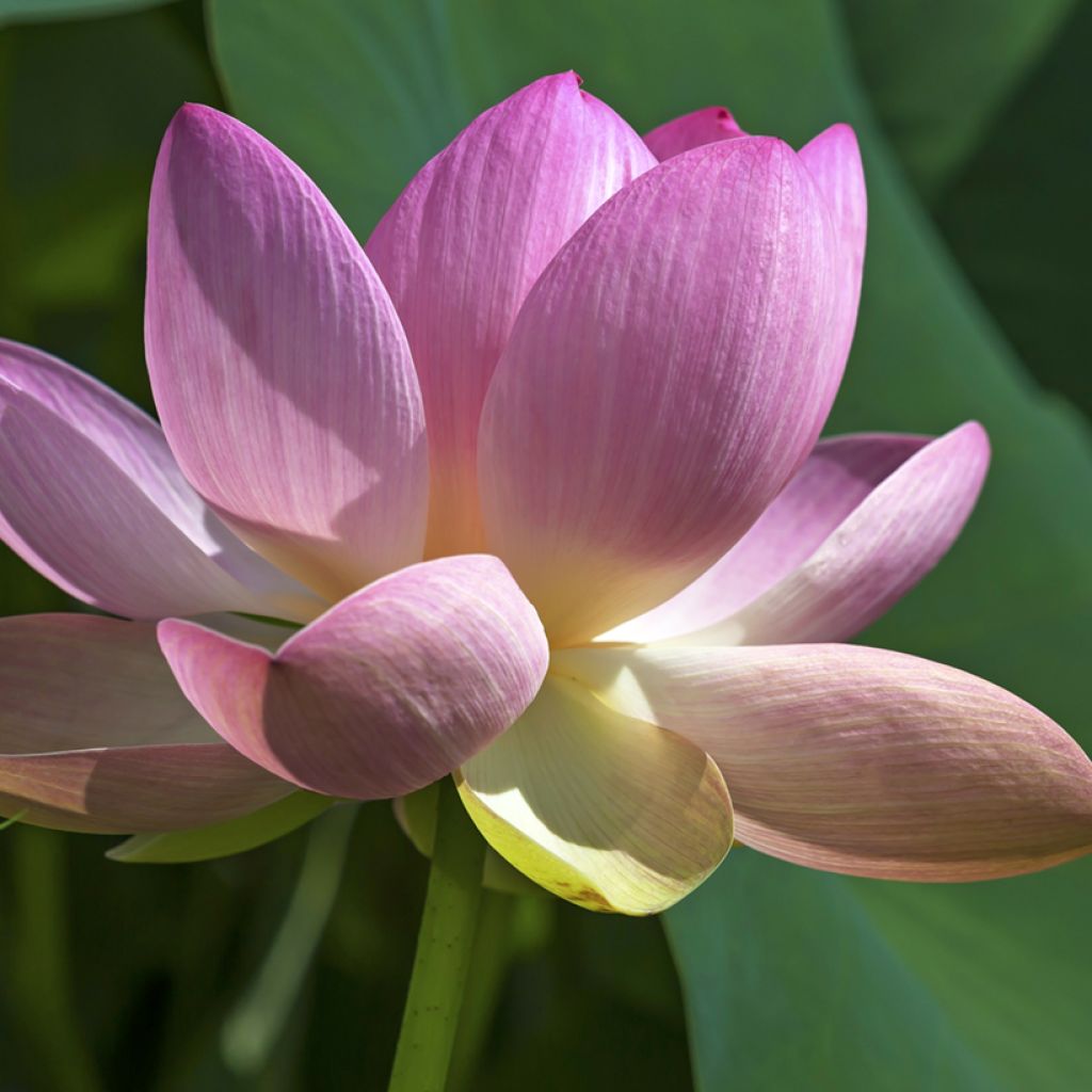 Nelumbo nucifera (zaad) - Indische lotus