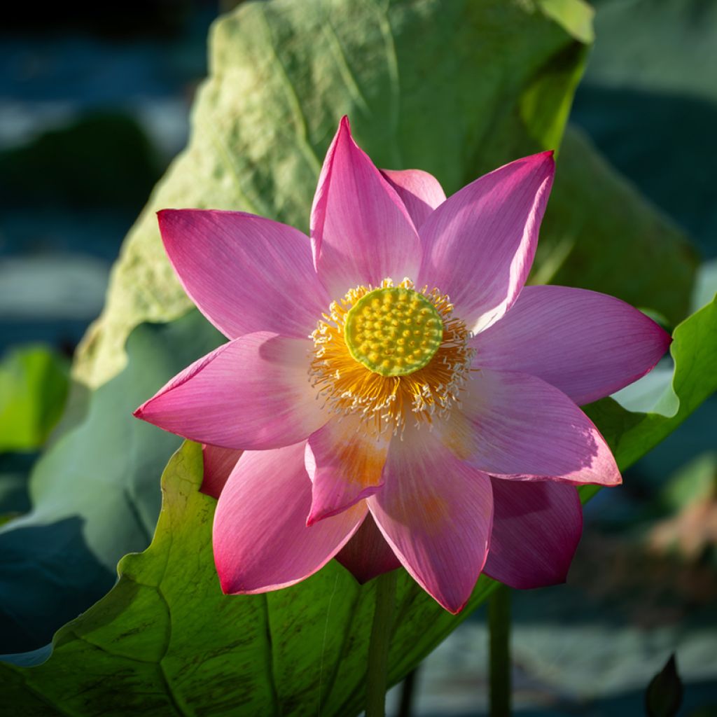 Nelumbo nucifera (zaad) - Indische lotus