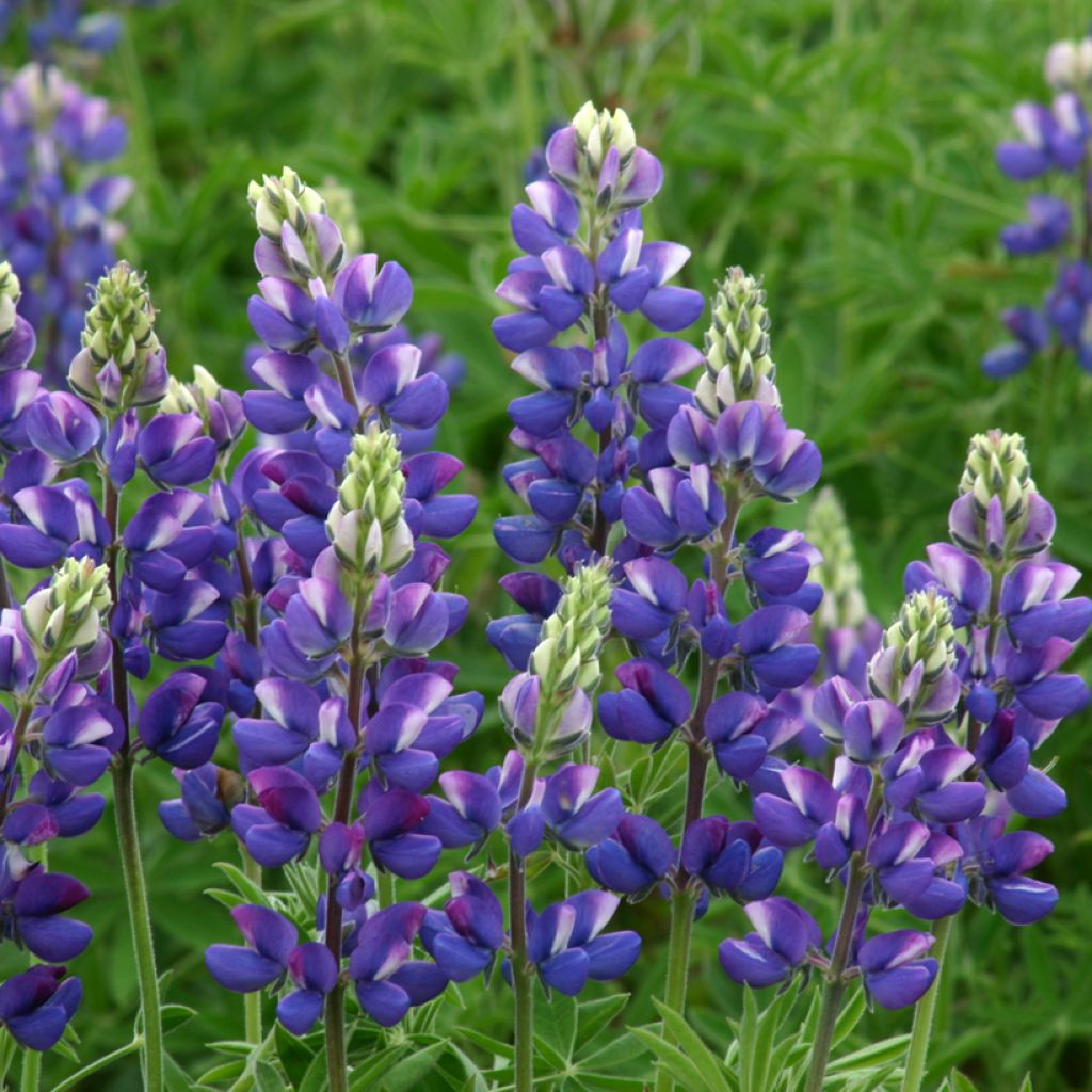 Lupinus hartwegii Avalune Blue (zaad) - Eenjarige lupine