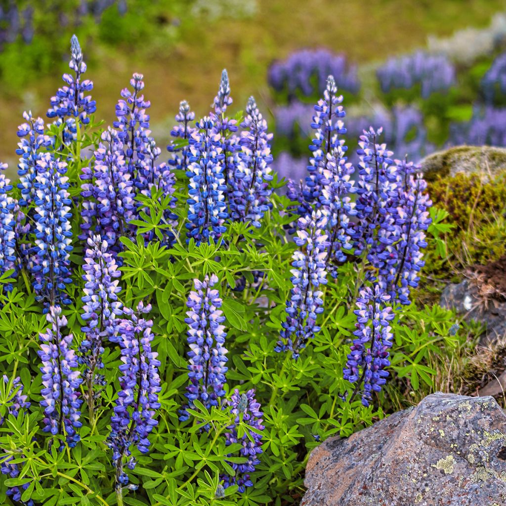 Lupinus perennis (zaad) - Wilde lupine