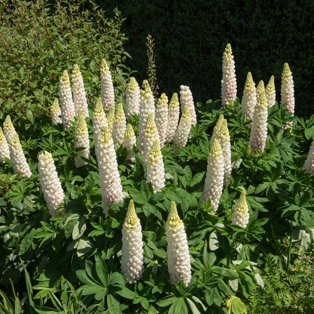Lupinus Russell Hybrids Noble Maiden (zaad) - Lupine