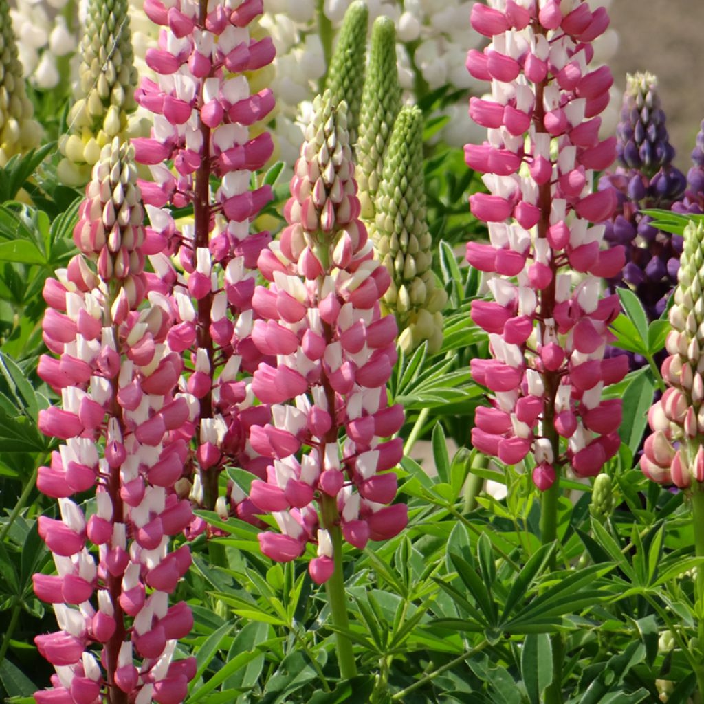 Lupinus La Châtelaine (zaad) - Lupine