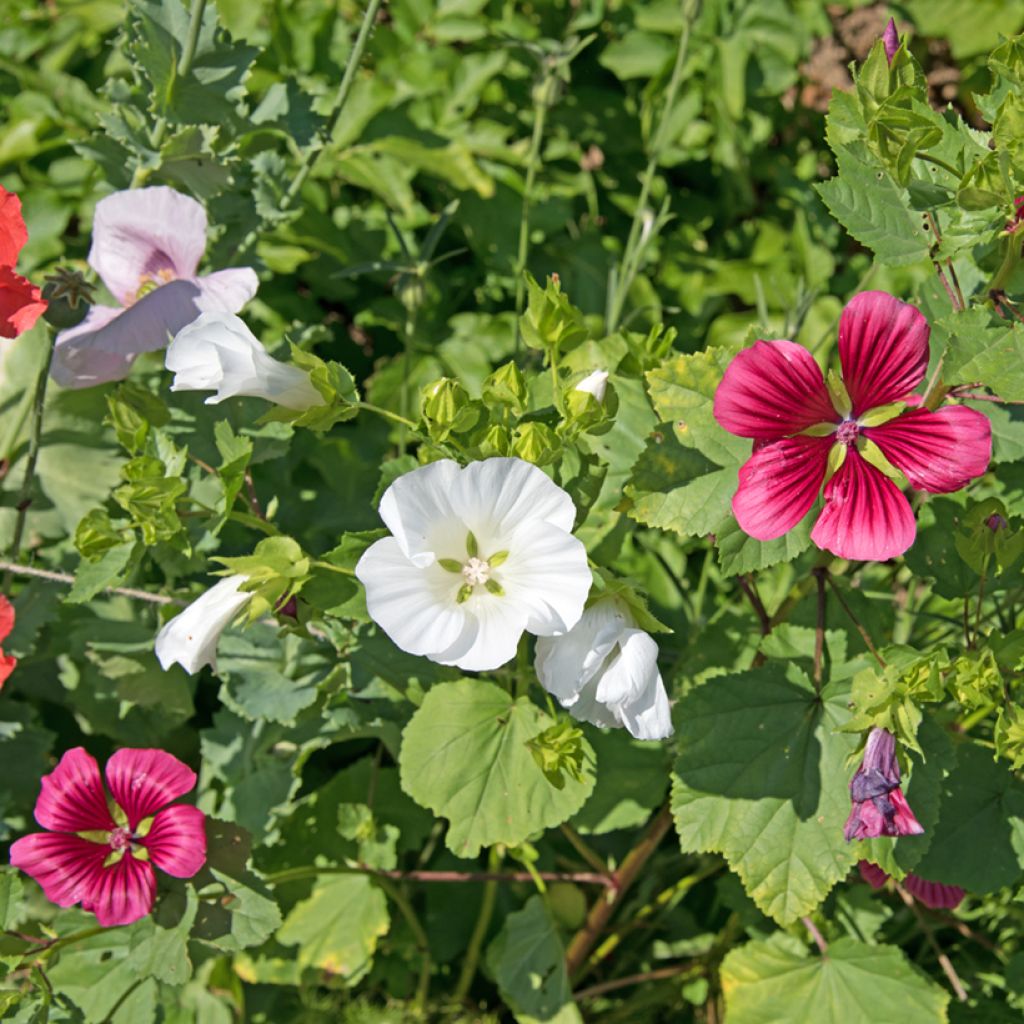 Malope trifida Wit (zaad) - Drielobbige malope