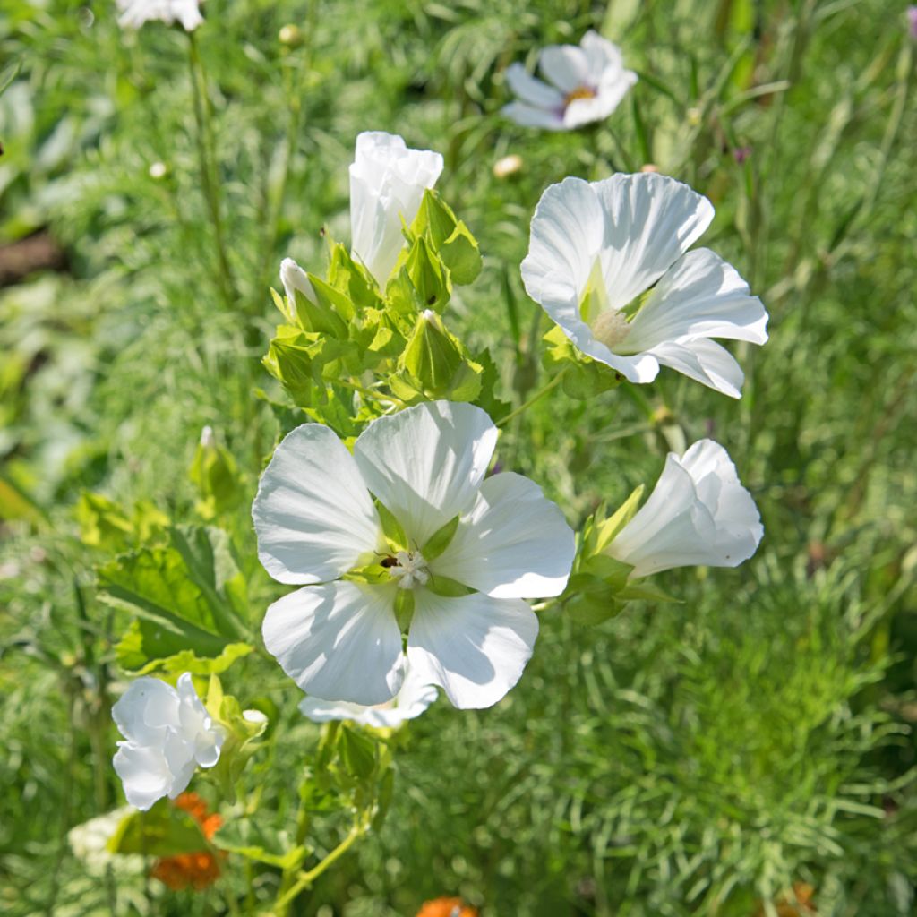 Malope trifida Wit (zaad) - Drielobbige malope