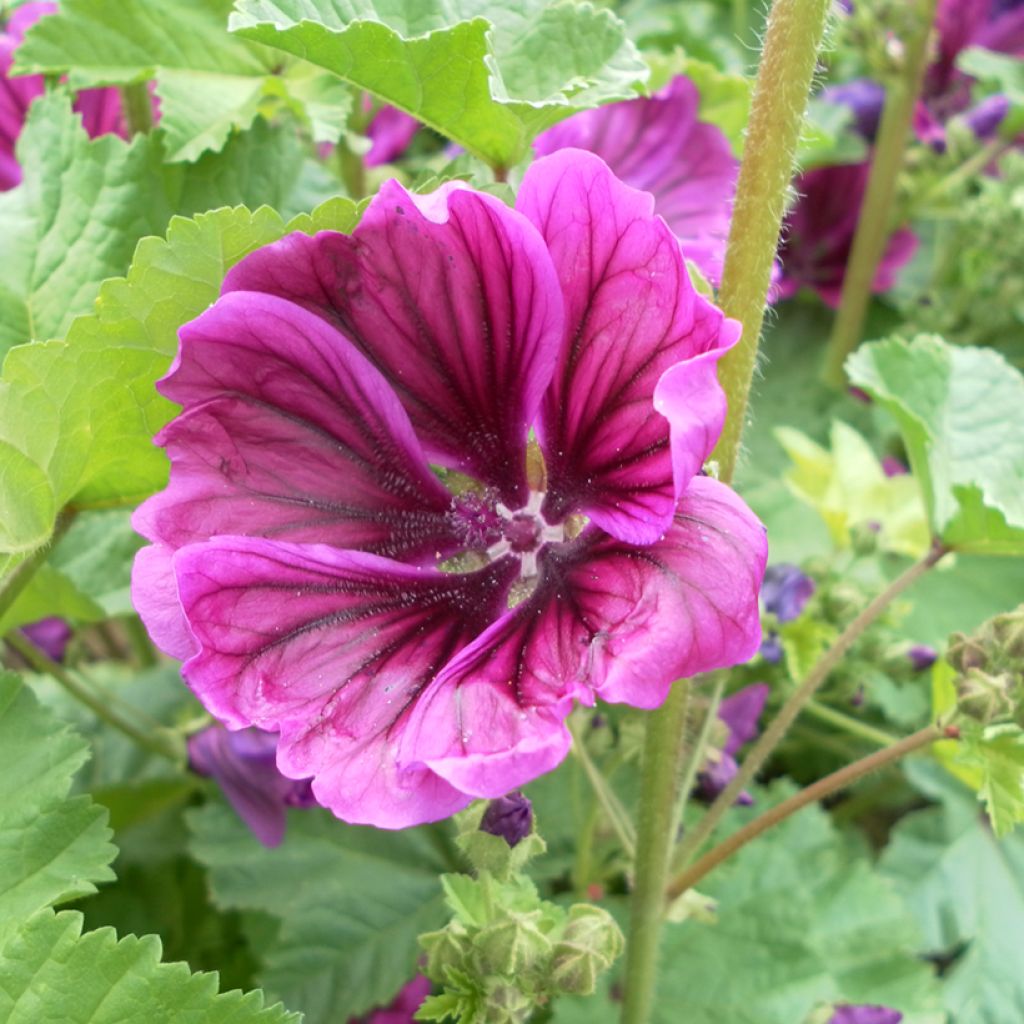 Malva sylvestris var Mauritiana biologisch (zaad) - Groot kaasjeskruid