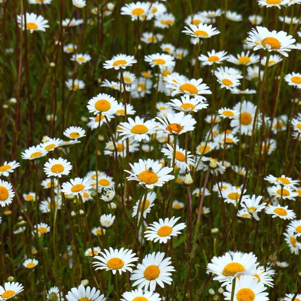 Leucanthemum vulgare (zaad Bio) - Margriet