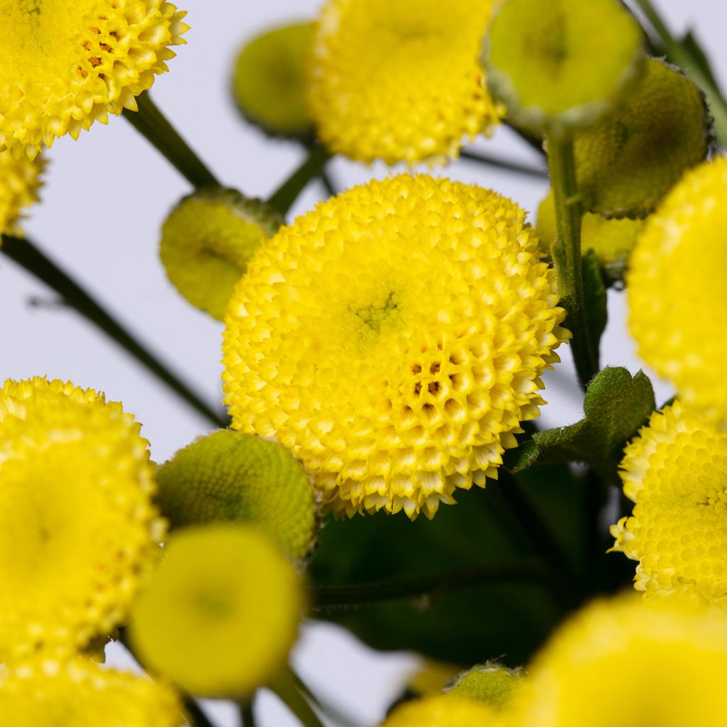 Tanacetum parthenium Amazone (zaad) - Moederkruid