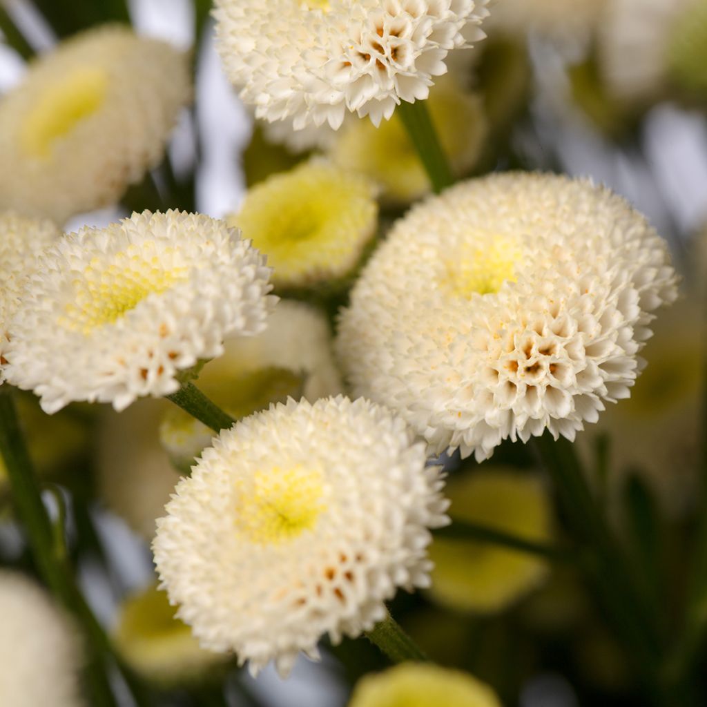 Tanacetum parthenium Baya (zaad) - Moederkruid