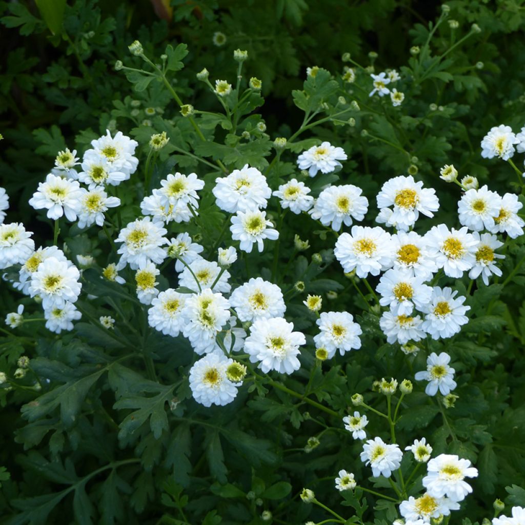 Tanacetum parthenium Tetra White Wonder (zaad) - Moederkruid