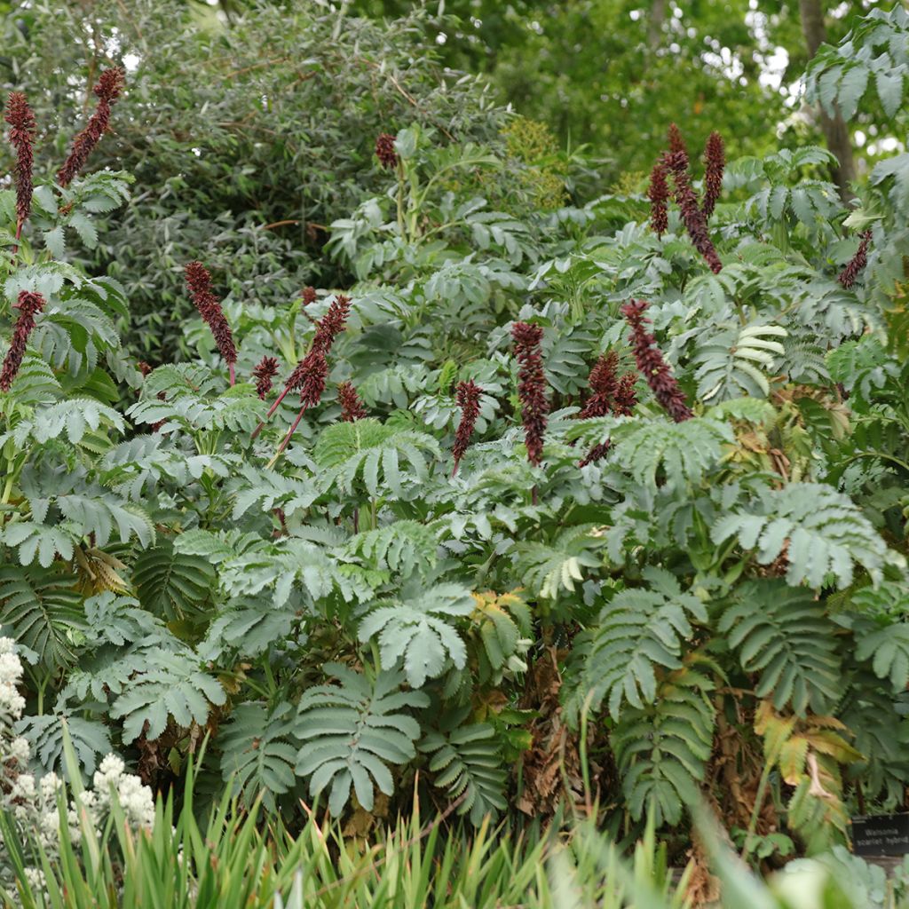 Melianthus major (zaad) - Grote honingbloem