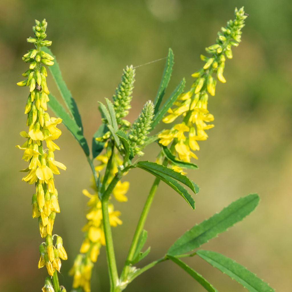Citroengele honingklaver - Melilotus officinalis (zaad)