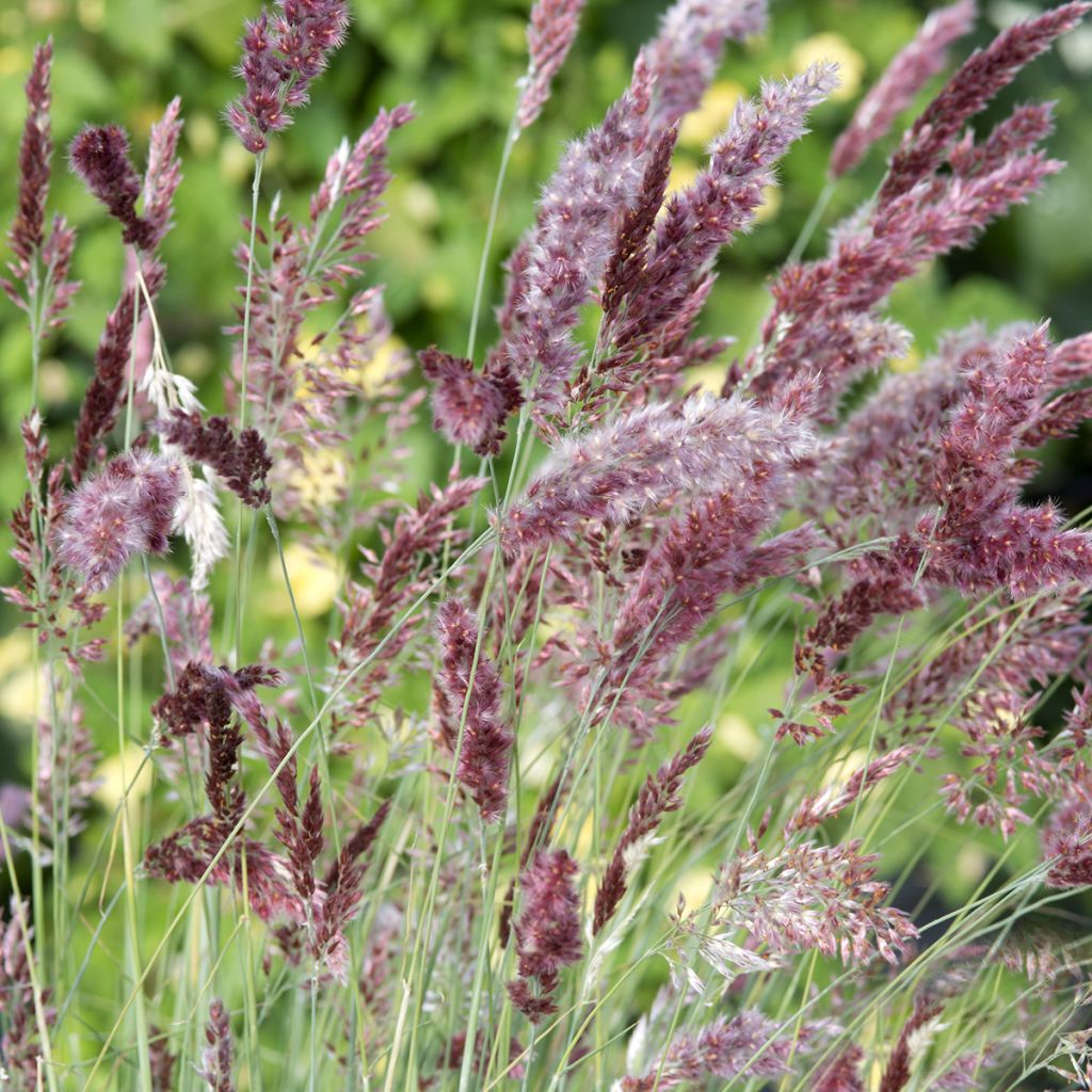 Melinis nerviglumis Karoo Queen (zaad) - Honinggras