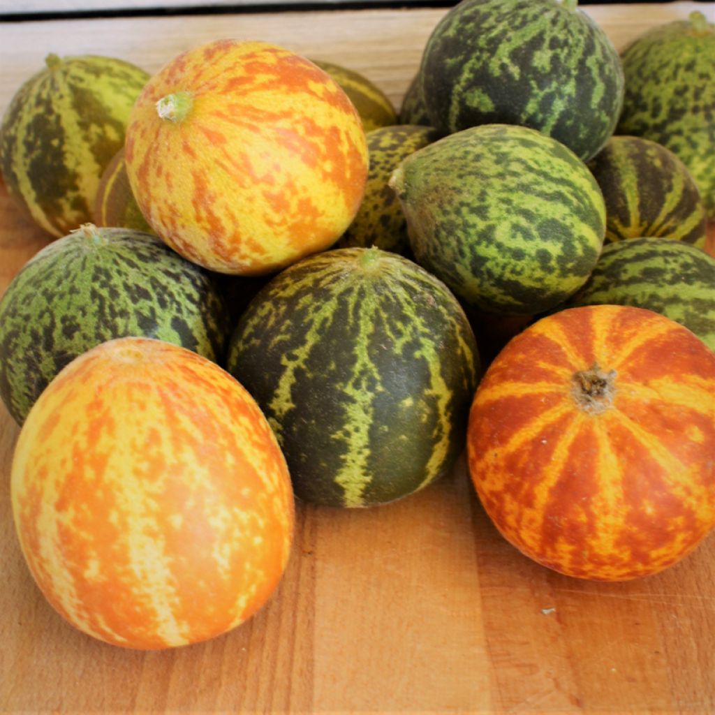 Granaatmeloen Queen Anne's Pocket (zaad)