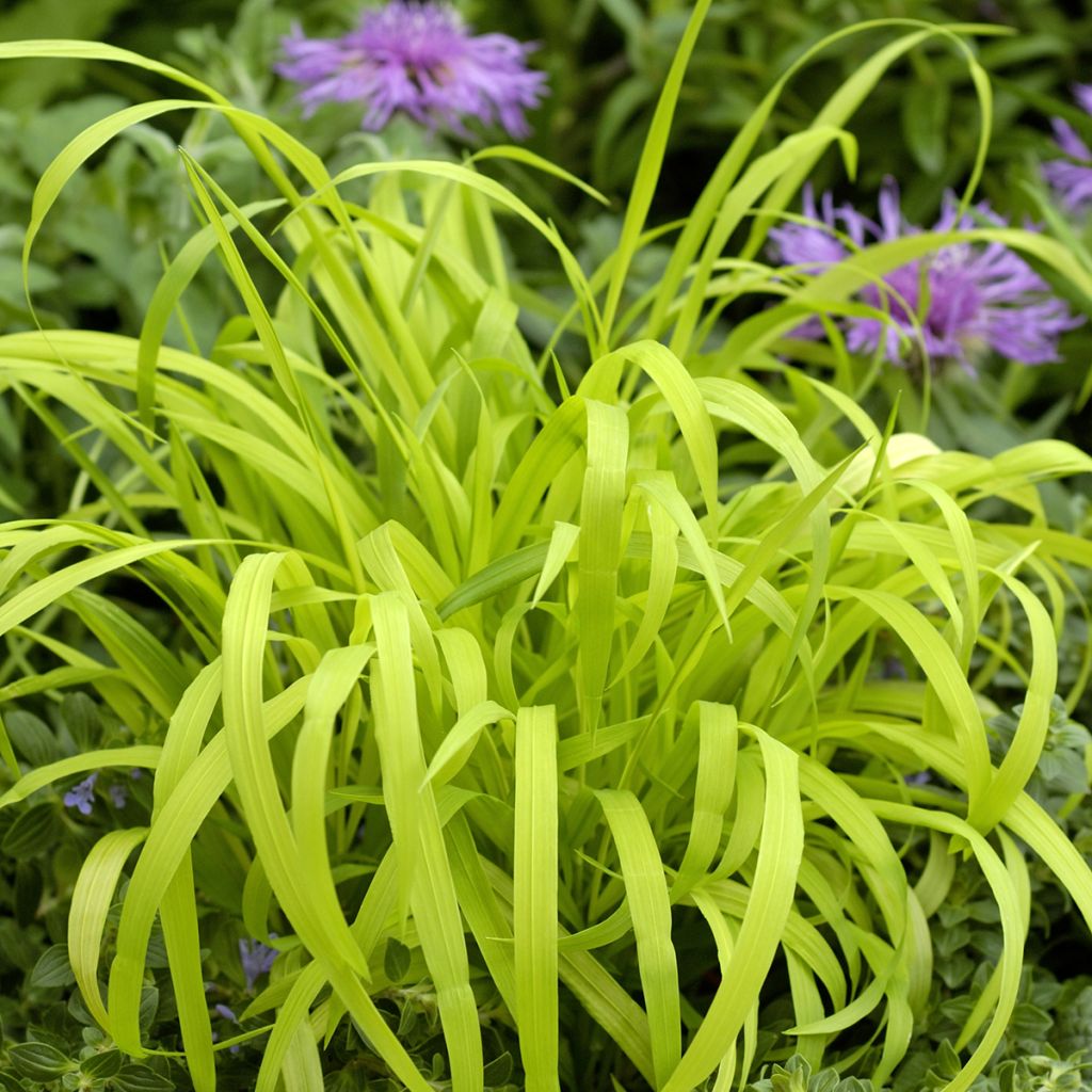 Milium effusum Aureum (zaad) - Bosgierstgras
