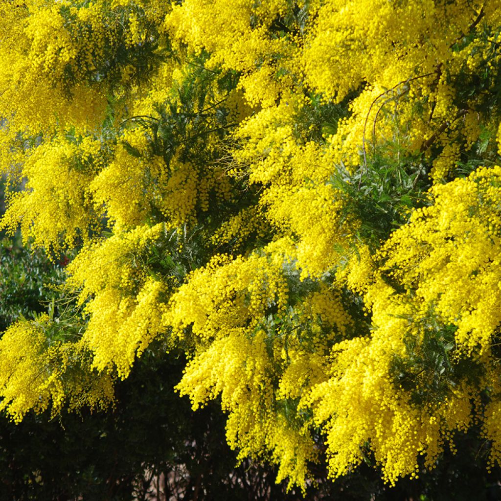 Acacia dealbata (zaad) - Mimosa