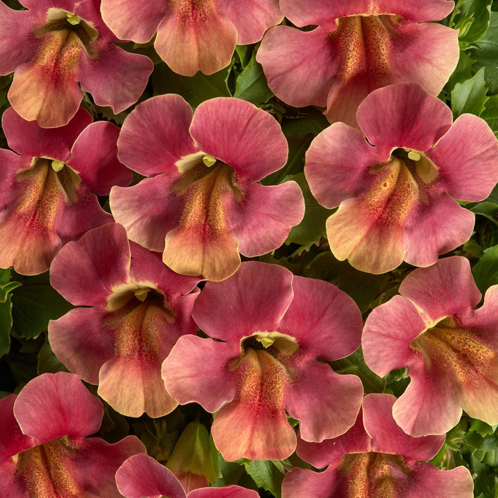 Mimulus Medius F1 Pastel Crimson (zaad) - Maskerbloem