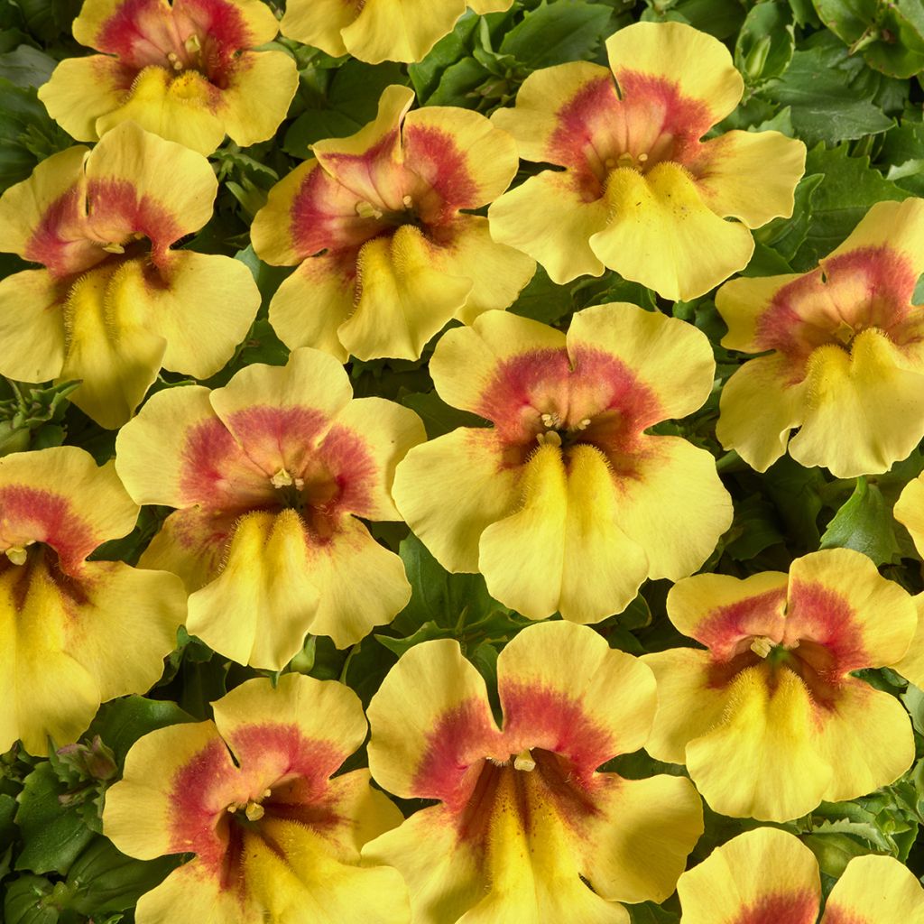 Mimulus Medius F1 Yellow Bicolour (zaad) - Maskerbloem