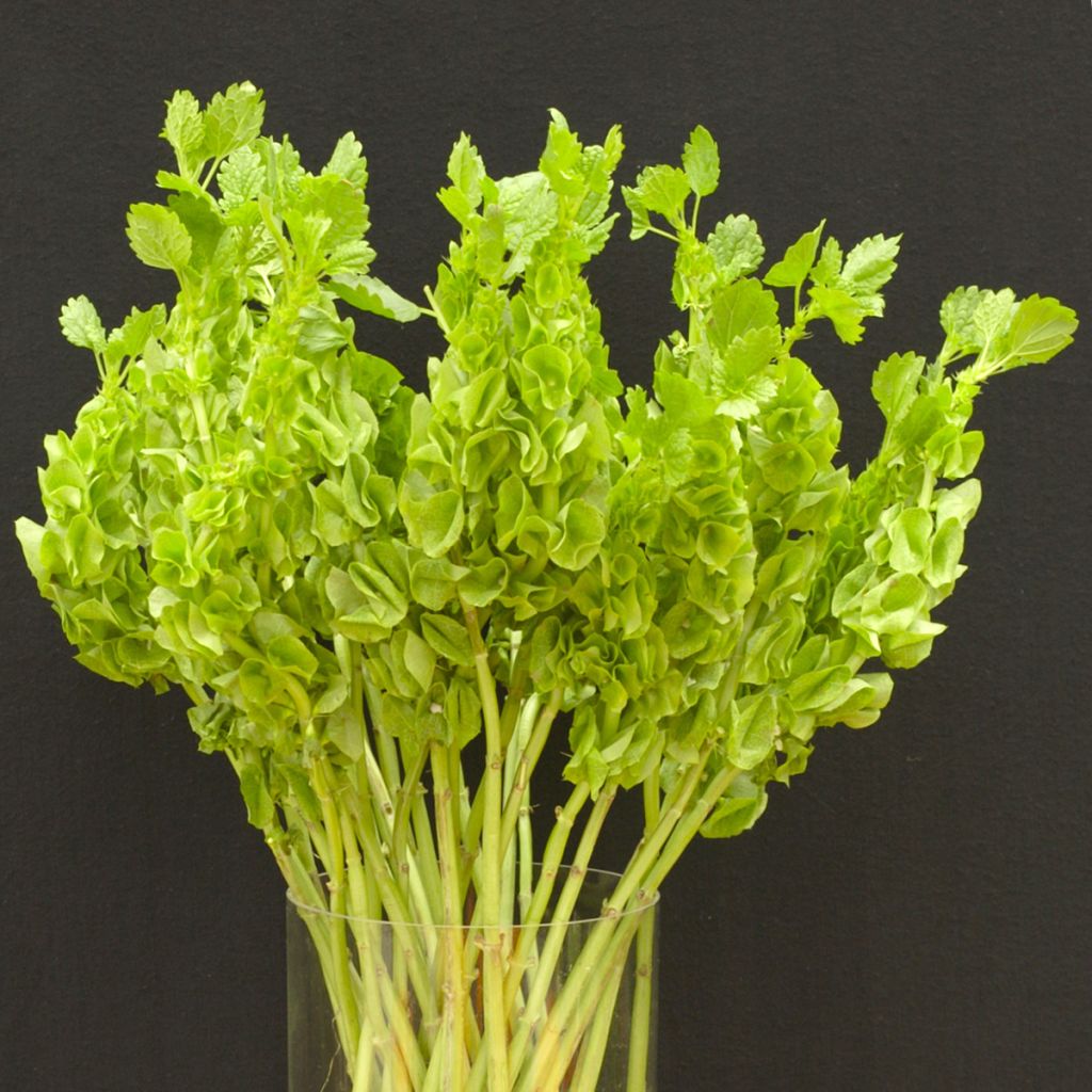 Moluccella laevis Pixie Bells (zaad) - Klokken van Ierland