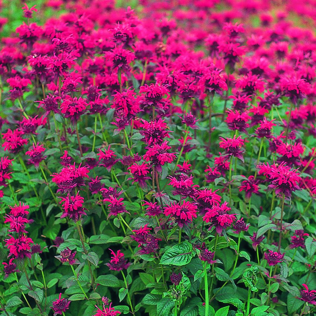 Monarda didyma Panorama Red Shades (zaad) - Bergamotplant