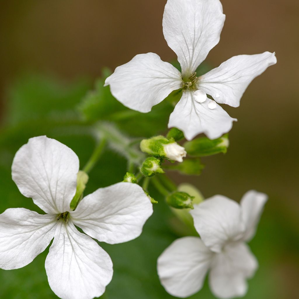 Lunaria annua Alba (zaad) - Judaspennig