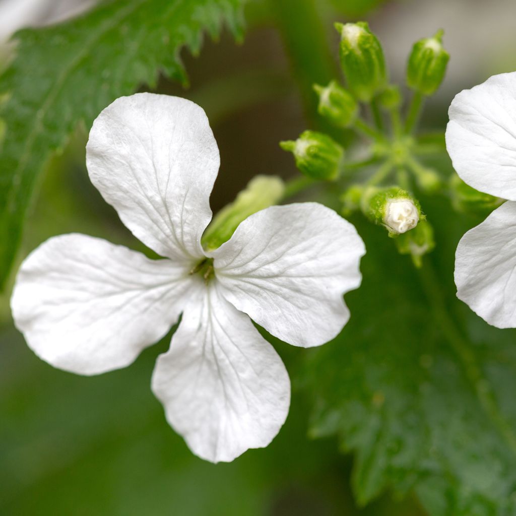 Lunaria annua Alba (zaad) - Judaspennig