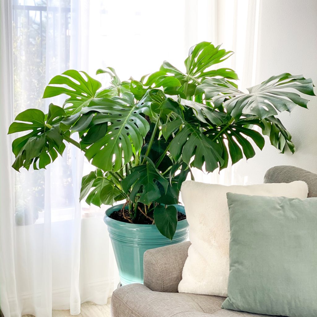 Monstera deliciosa (zaad) - Gatenplant
