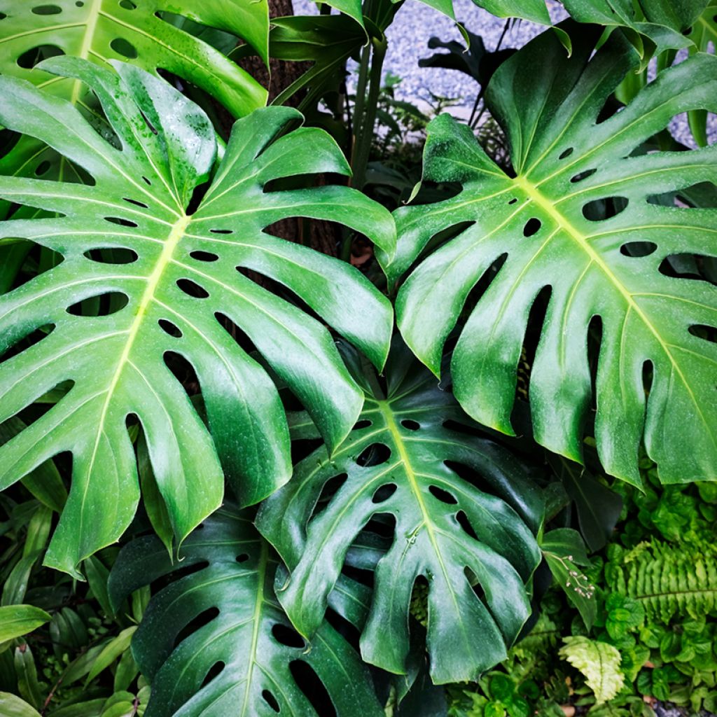 Monstera deliciosa (zaad) - Gatenplant