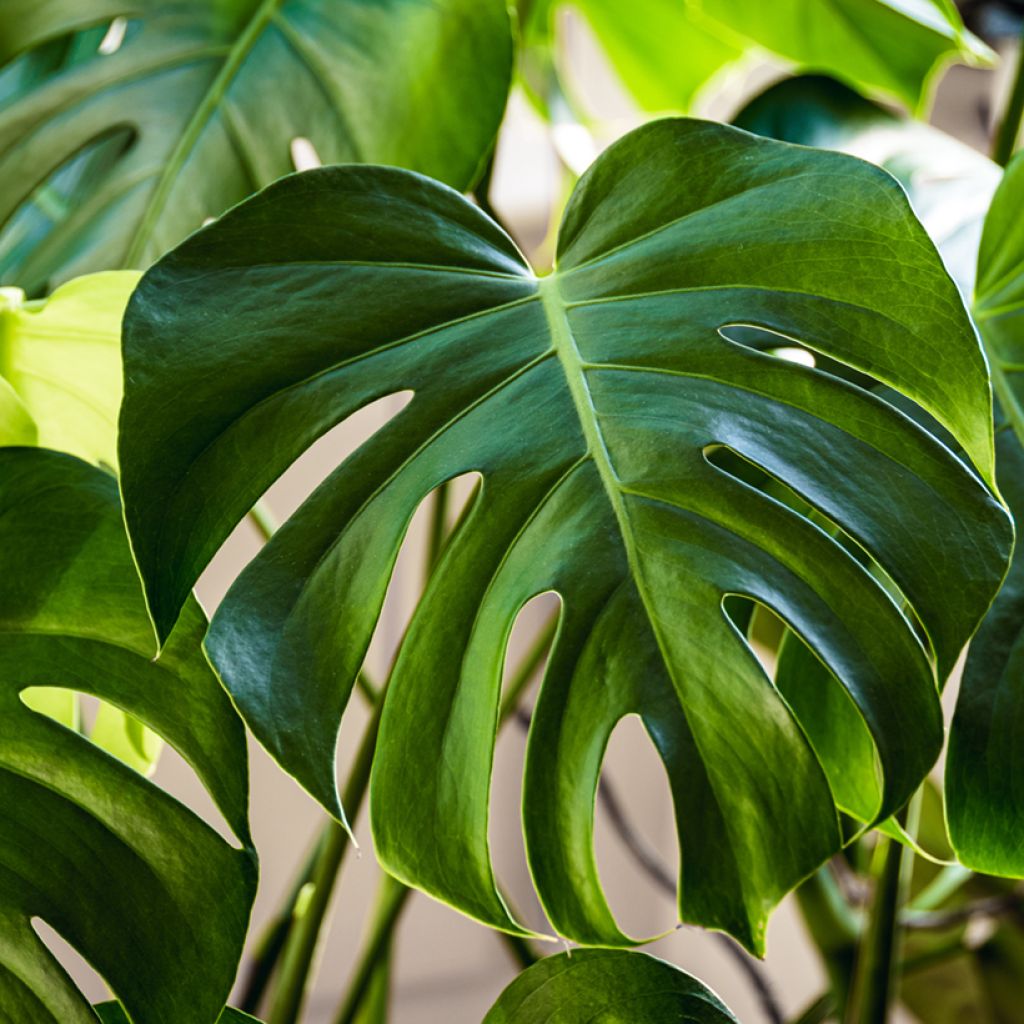 Monstera deliciosa (zaad) - Gatenplant