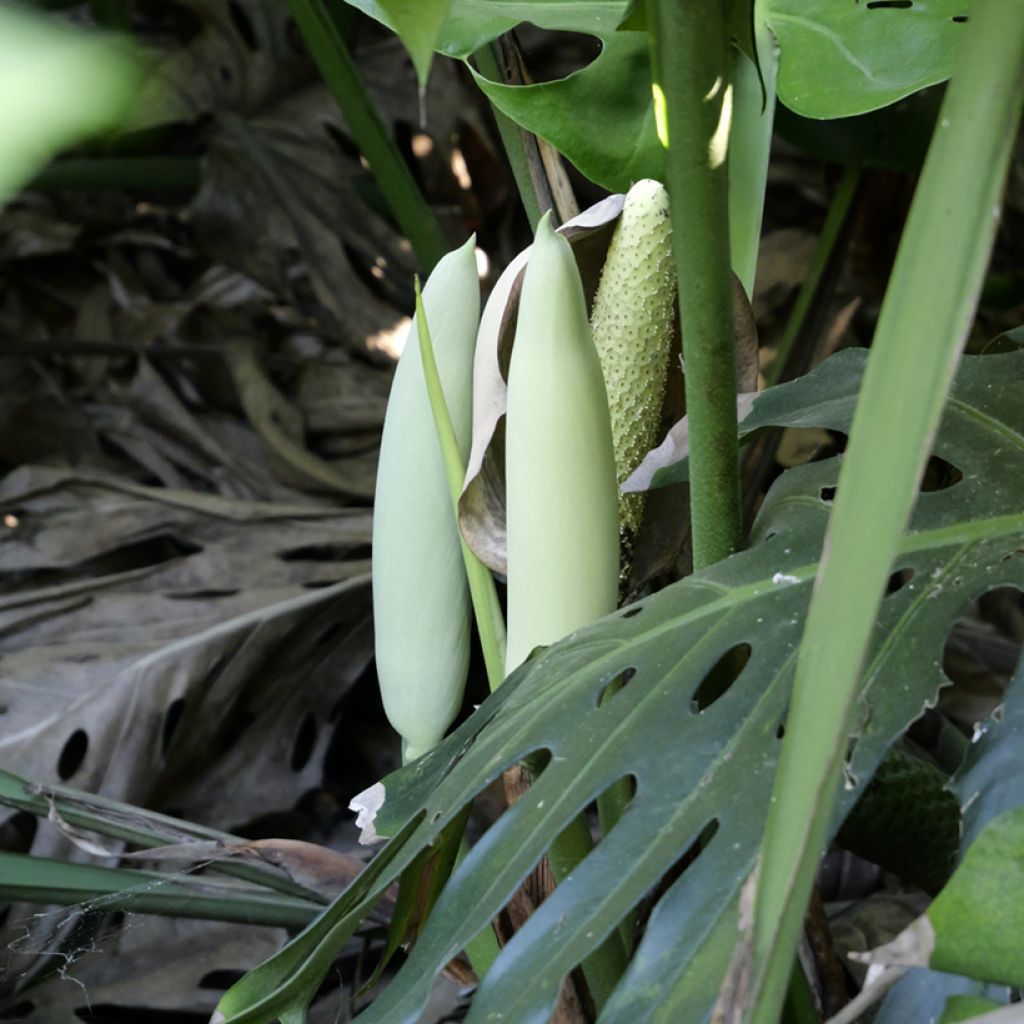 Monstera deliciosa (zaad) - Gatenplant