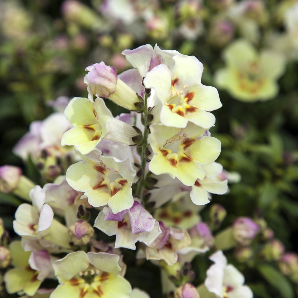 Leeuwenbek Antiquity Lemon (zaad) - Antirrhinum majus
