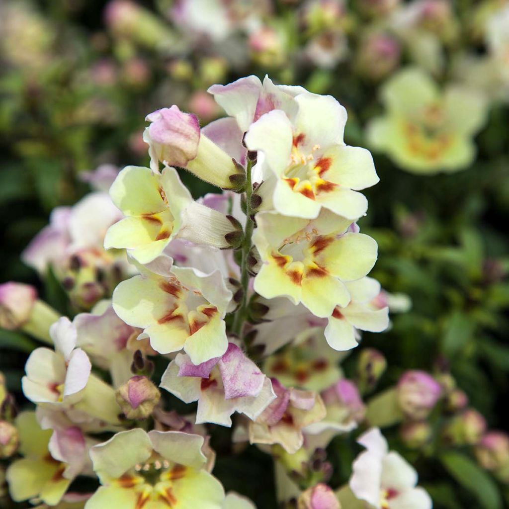 Leeuwenbek Antiquity Lemon (zaad) - Antirrhinum majus