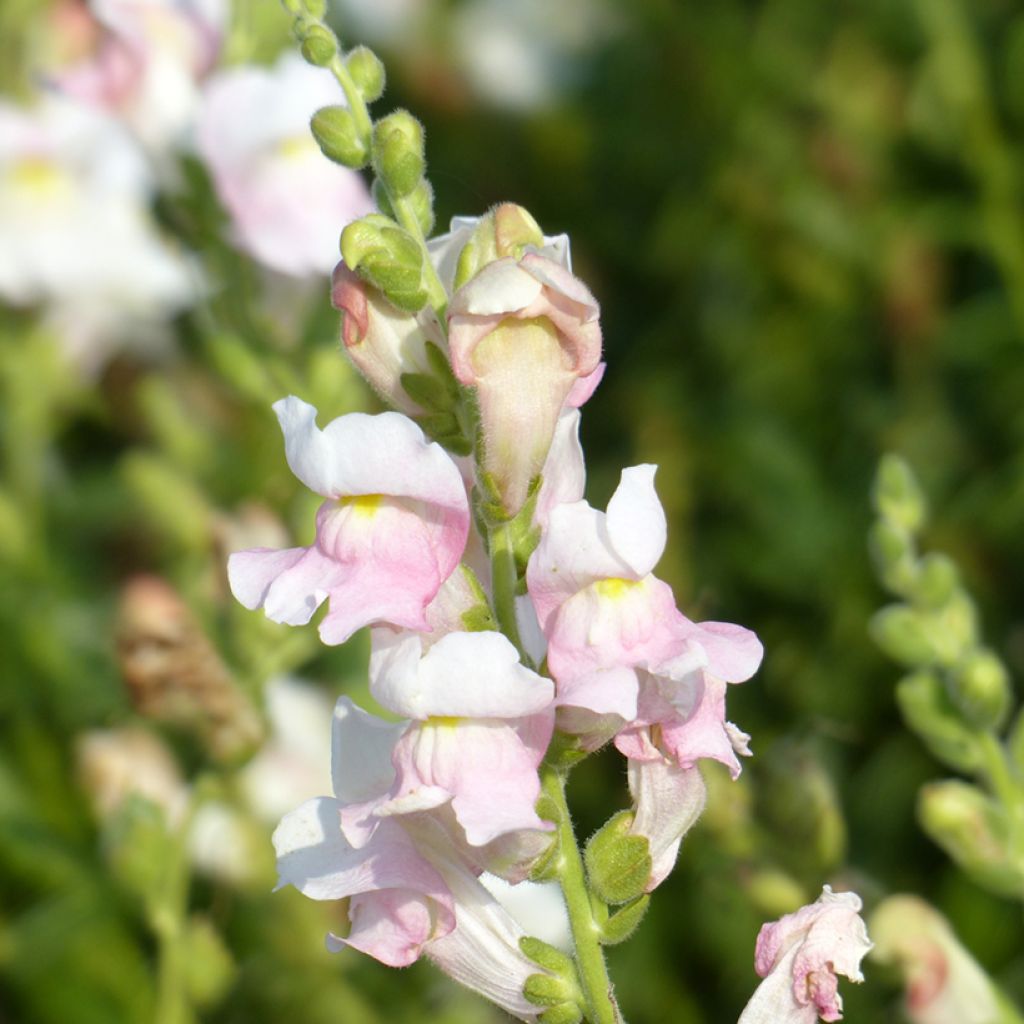 Leeuwenbek Appleblossom (zaad) - Antirrhinum majus