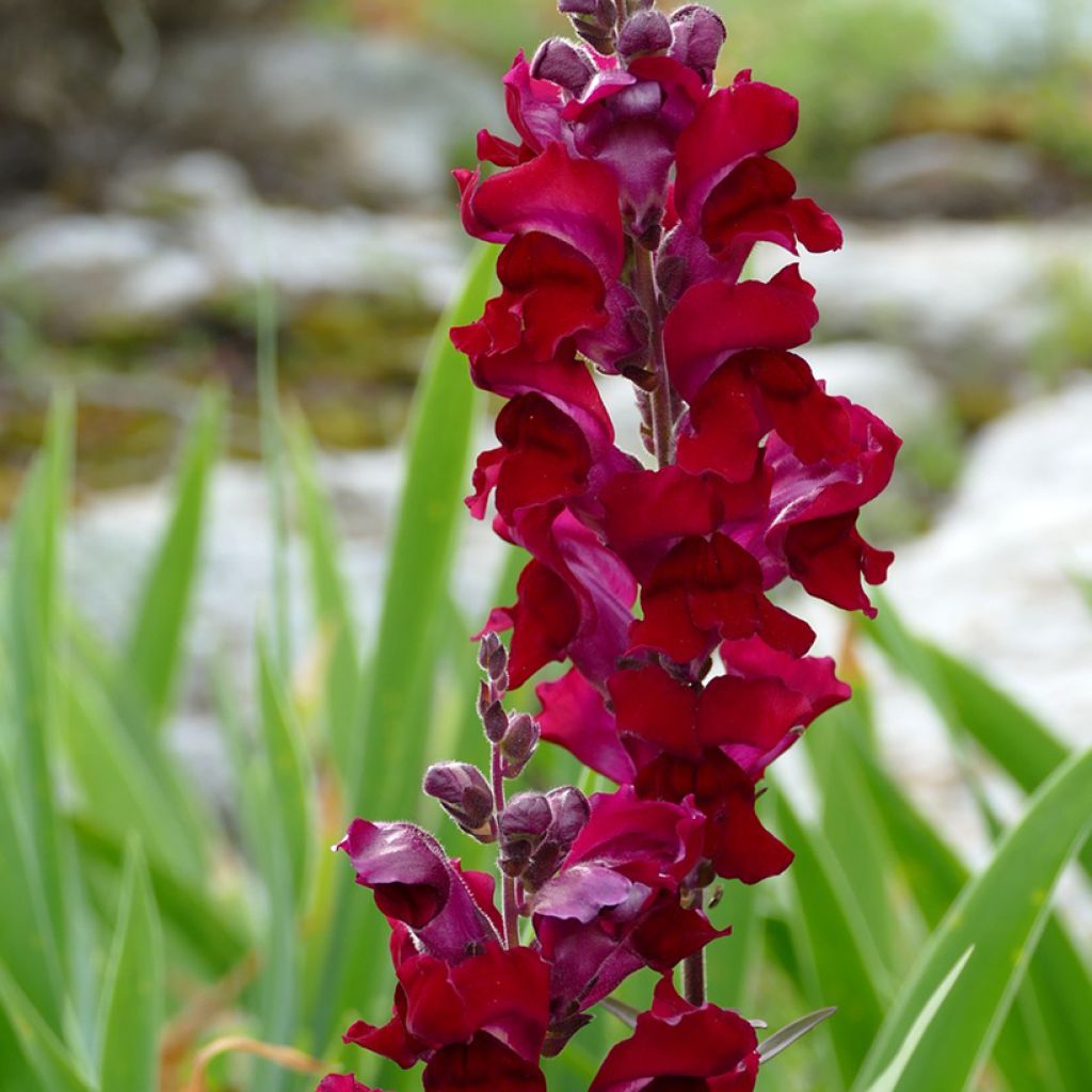 Leeuwenbek Black Prince (zaad) - Antirrhinum majus