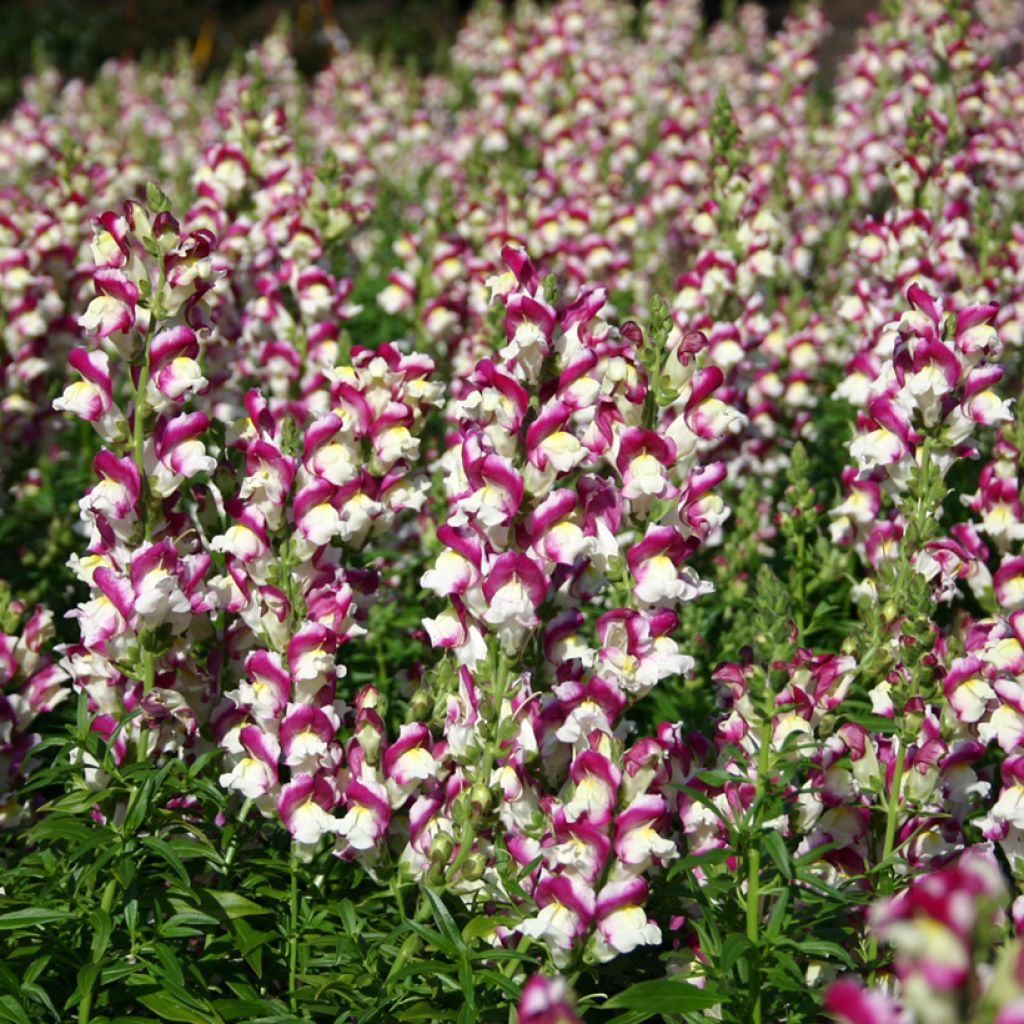 Leeuwenbek Cherry Twist (zaad) - Antirrhinum majus